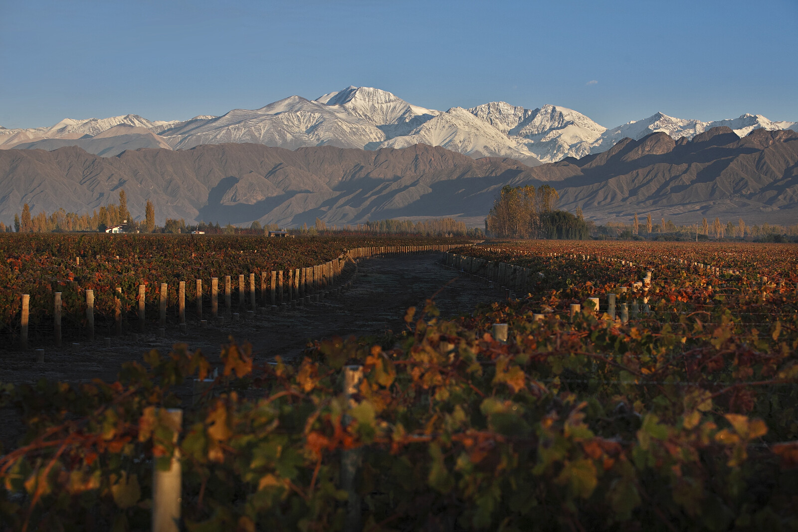 Mendoza-vineyards.JPG [2.26 MB]