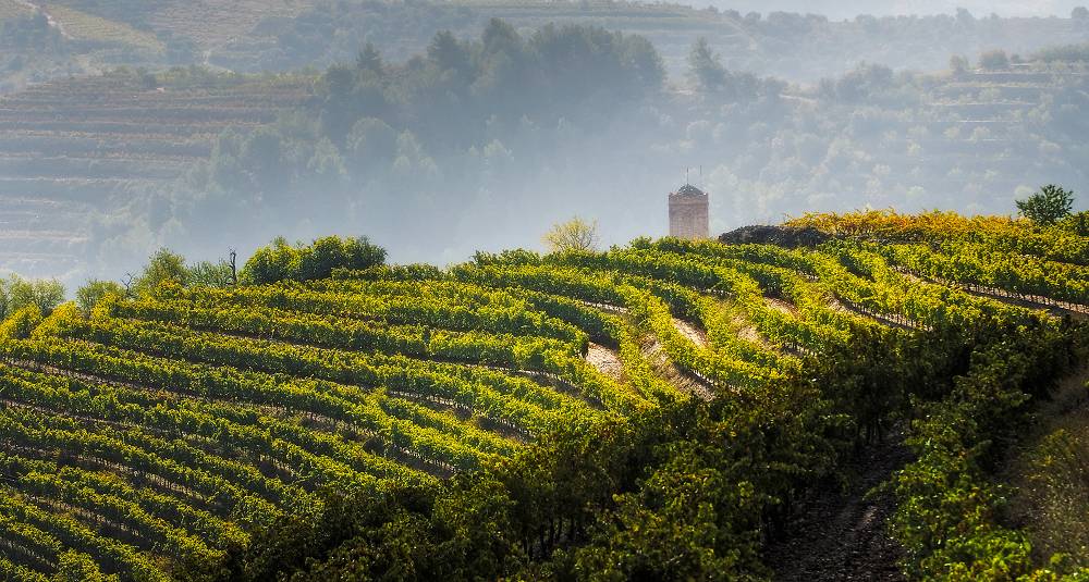 Smak 9 magnumviner fra de beste vinmarkene i Spania