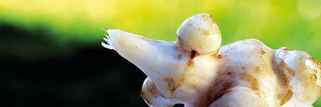 Alt du trenger å vite om jordskokk