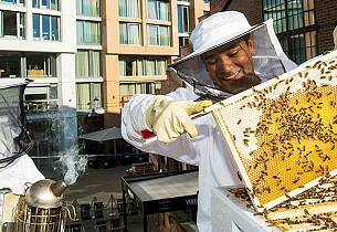 Hvilke bier tror du gir best honning?