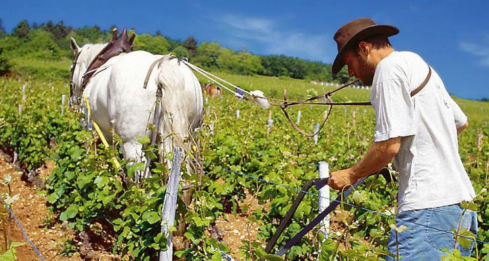 Stadig grønnere i Chablis