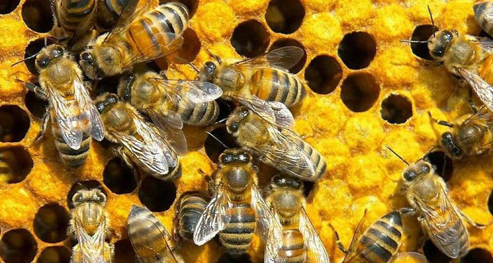 Heteslag for honningbiene