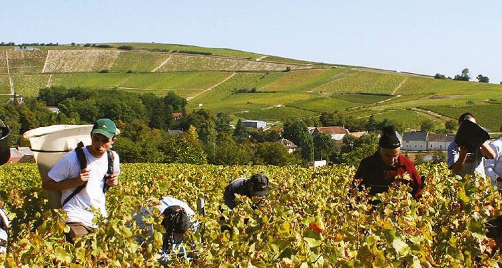 Vinkurs 24. juni i Oslo – Lær alt om vinene fra Sancerre