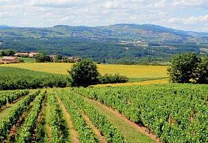 Rester av plantevernmidler vanlig i fransk vin