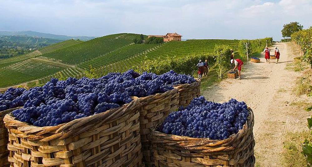 Fabelaktig Barolo-smaking med Fontanafredda