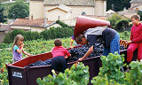 Seriøst bak beaujolais nouveau-myten