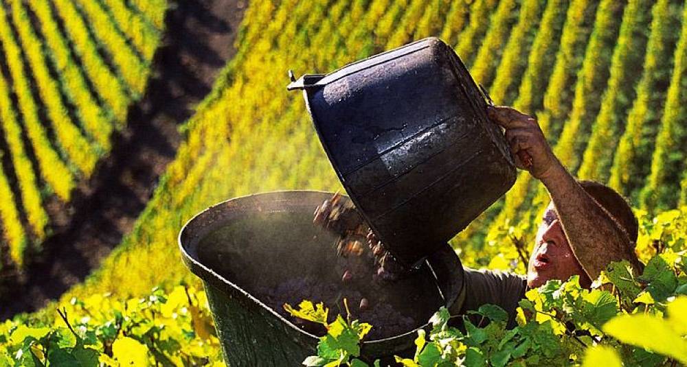 Solid vinmark i Alsace