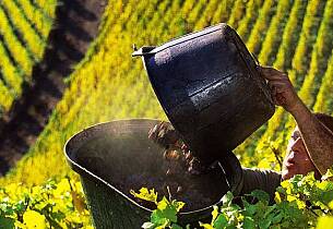 Solid vinmark i Alsace