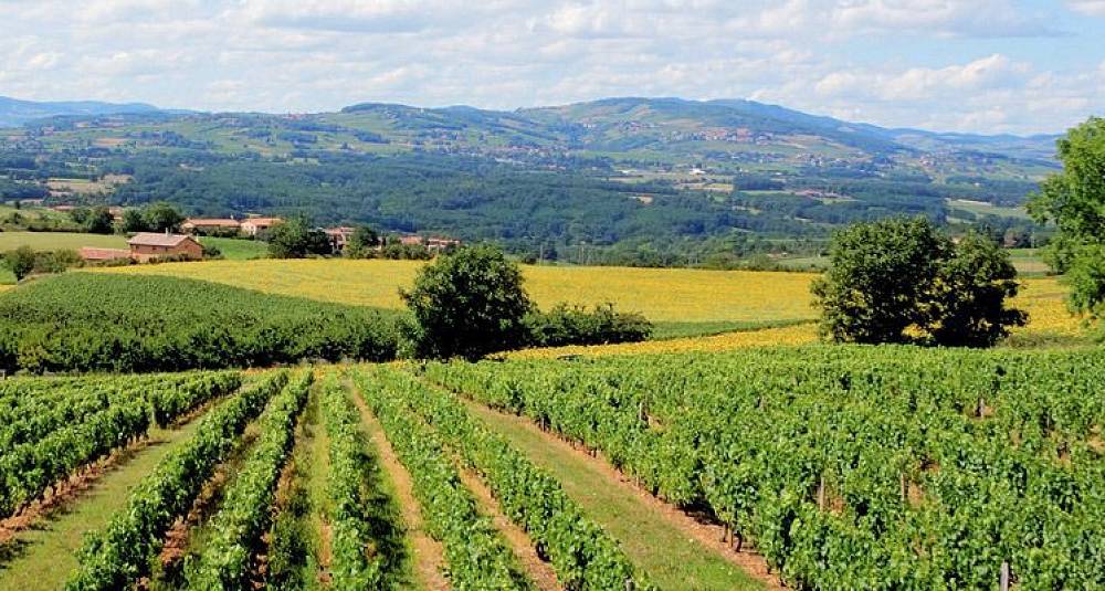 Satser friskt på Beaujolais