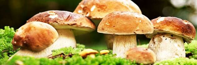 Steinsopp er skogens konge - her får du vite hvorfor