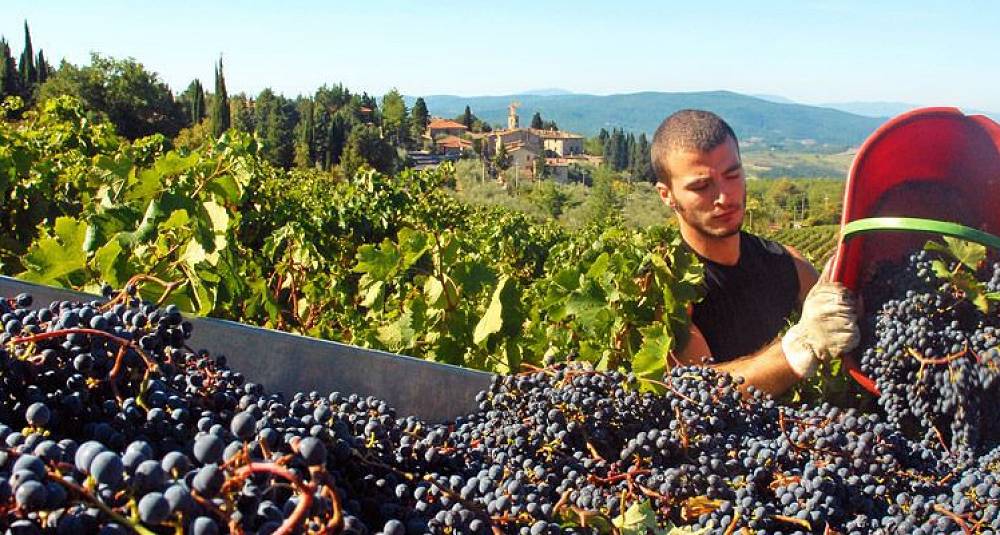 Vinkurs 16. september i Oslo - Slik skal viner fra Chianti smake