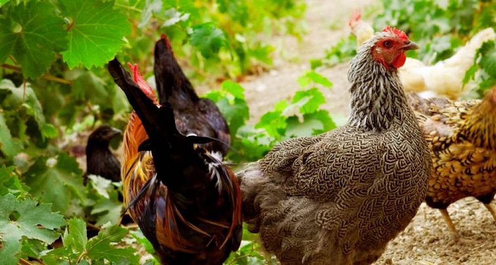 Høner bidrar positivt i vinmarken