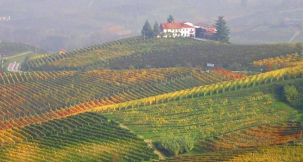 Frykter italiensk vinhøst