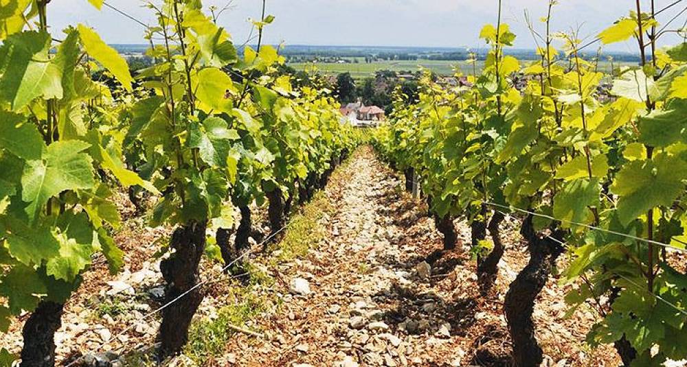 Det er ikke mange grand cru burgundere som er rimeligere