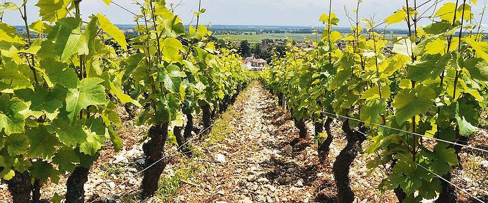 Det er ikke mange grand cru burgundere som er rimeligere