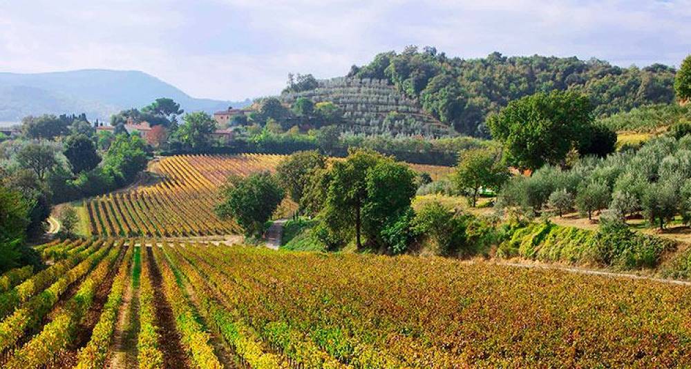 Smak de noble vinene fra Toscana - Vinkurs 13. april i Oslo