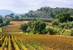 Smak de noble vinene fra Toscana - Vinkurs 13. april i Oslo