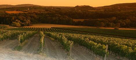 Enestående smaking av vin fra Toscana