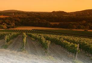 Enestående smaking av vin fra Toscana