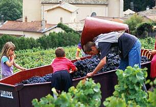 Rekordtidlig druehøst