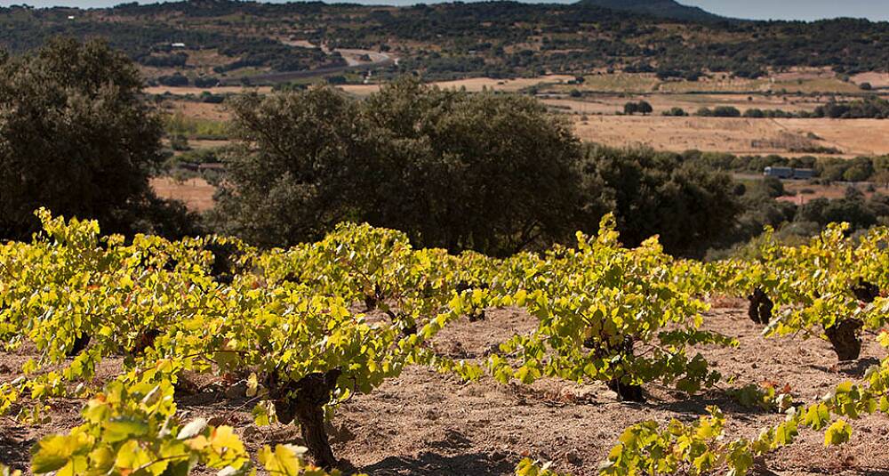 Sierra de Gredos-produsent hardt rammet av brann