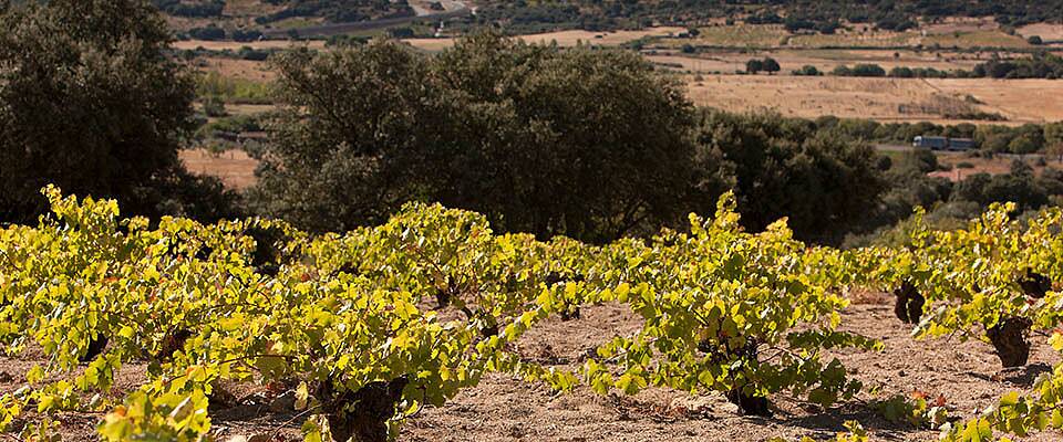 Sierra de Gredos-produsent hardt rammet av brann