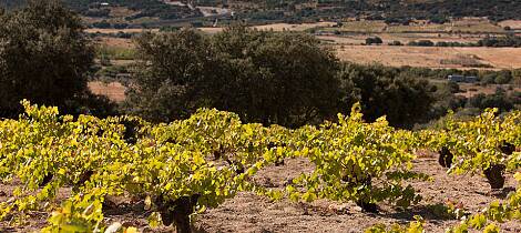 Sierra de Gredos-produsent hardt rammet av brann