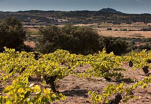 Sierra de Gredos-produsent hardt rammet av brann