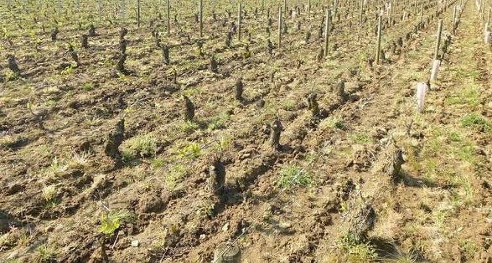 Katastrofale følger i Chablis, Burgund, Cognac og Beaujolais