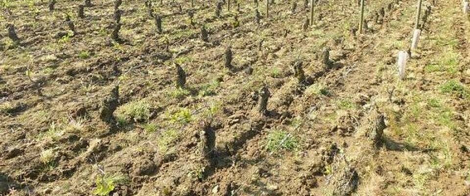 Katastrofale følger i Chablis, Burgund, Cognac og Beaujolais