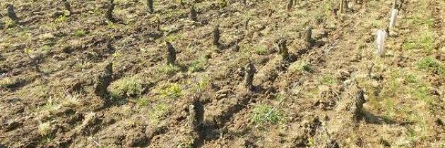 Katastrofale følger i Chablis, Burgund, Cognac og Beaujolais