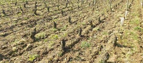 Katastrofale følger i Chablis, Burgund, Cognac og Beaujolais