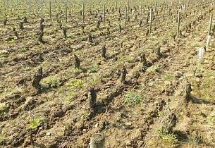 Katastrofale følger i Chablis, Burgund, Cognac og Beaujolais