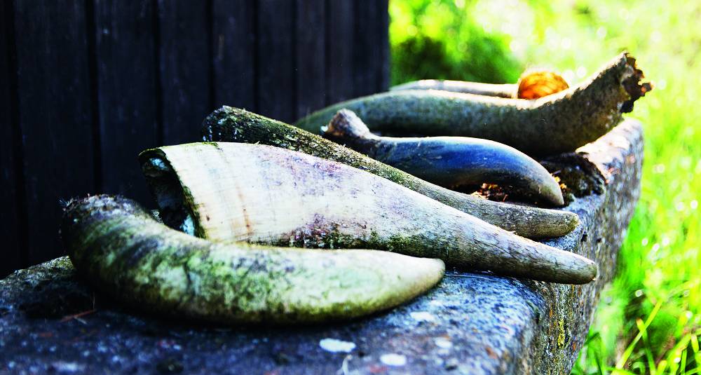 Det blir stadig mer biodynamisk chablis. Her får du vite hvorfor