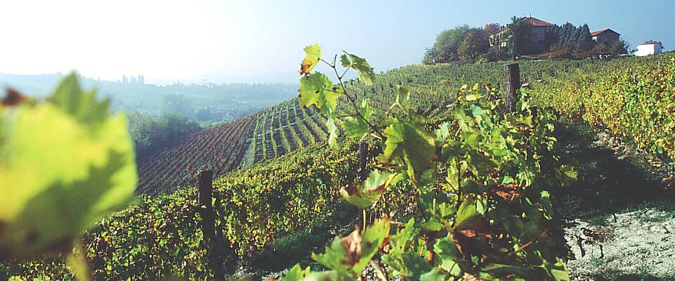 Herfra kommer nordmenns favorittviner: Du får smake hele rekken med Piemontes spennende viner