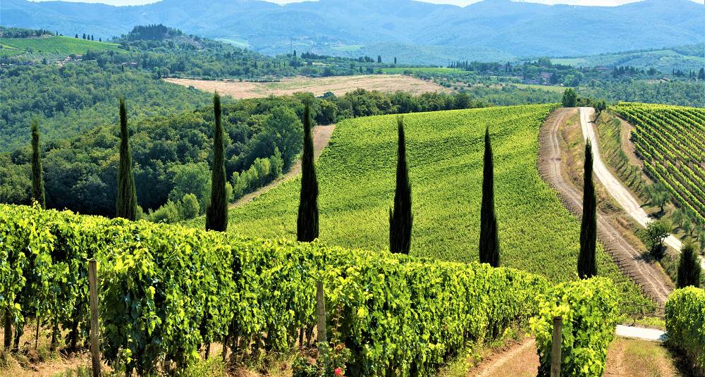 Bli med å smake herlige viner fra Chianti Classico