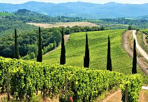 Bli med å smake herlige viner fra Chianti Classico