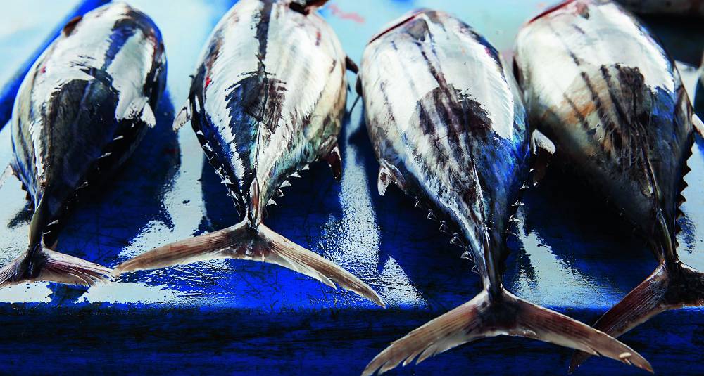 Kan du spise blåfinnet tunfisk med god samvittighet?