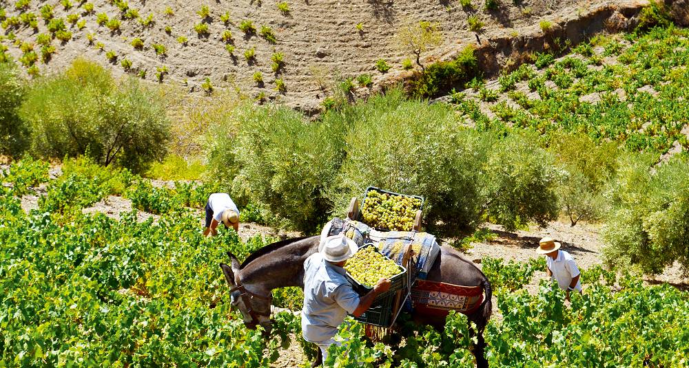 Málaga er tilbake på vinkartet - men med en annen type vin