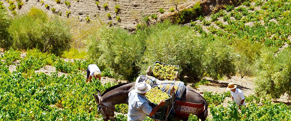 Málaga er tilbake på vinkartet - men med en annen type vin