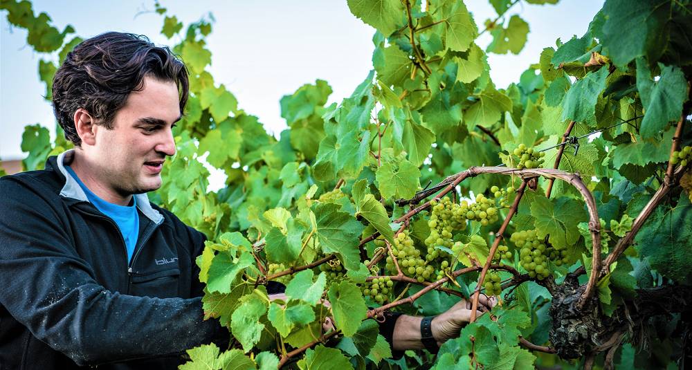 Denne californiske vinmakeren lager chardonnay på grand cru-nivå