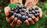 43 av verdens hotteste vinprodusenter venter på å vise deg sine viner