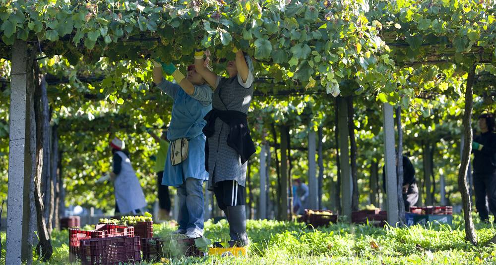 Den nordvestre delen av Spania byr på en rekke kjente og mindre kjente vinskatter