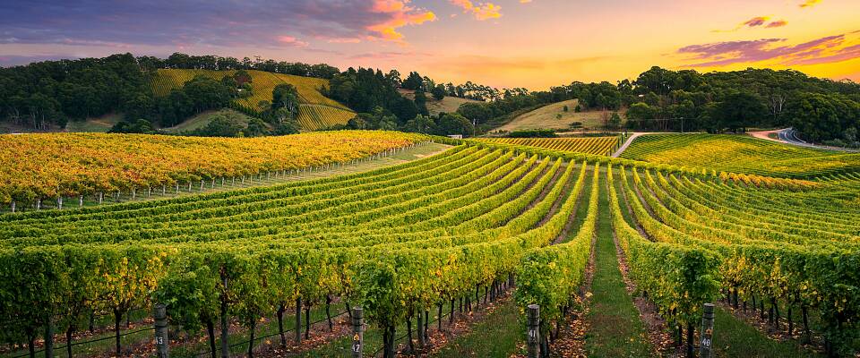 Enestående smaking av viner fra Australias beste produsenter