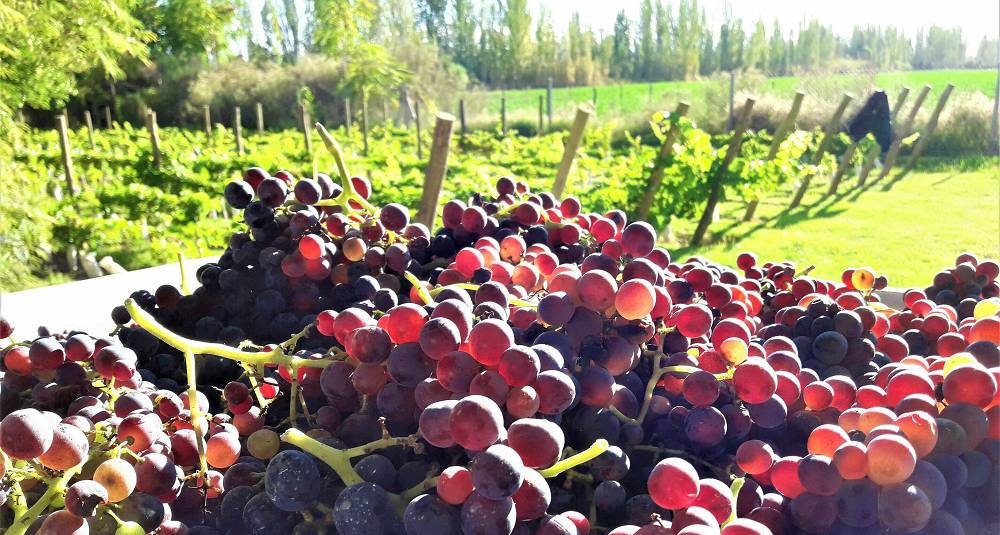 Mendoza får ny energi fra andre druer enn malbec - som grenache