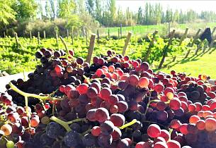 Mendoza får ny energi fra andre druer enn malbec - som grenache