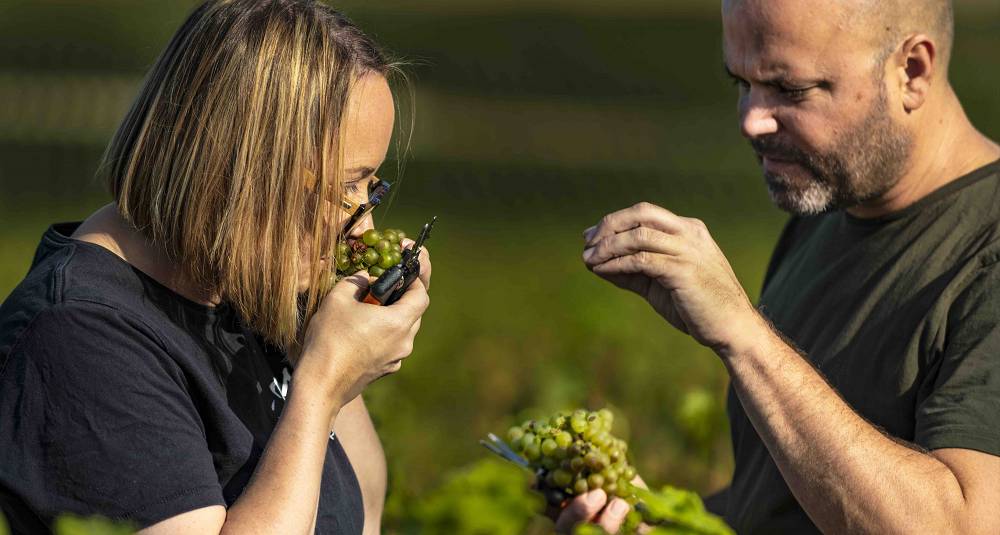 De lar chardonnay spille hovedrollen på en ny måte