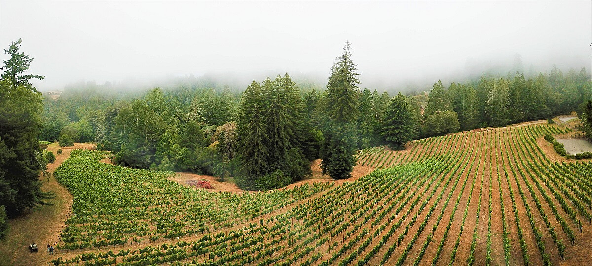 2018-red-car-wine-zephyr-farms-vineyard-drone-panorama-full-size_photoshop-edit_45602144262_o.jpg [340.71 KB]