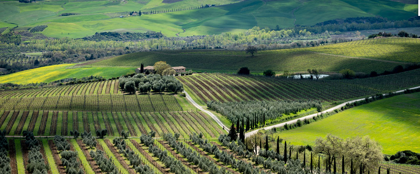Il Poggione har 140 hektar med vinmarker og 50 hektar med oliventrær.png [1.70 MB]