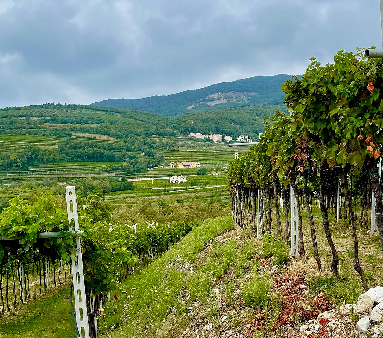 Accordini har den høyestliggende vingården i Fumane.j